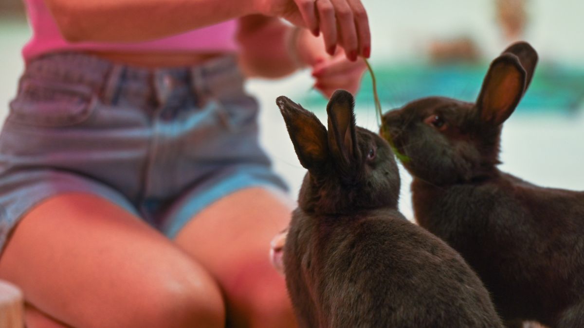 rabbit eating greens