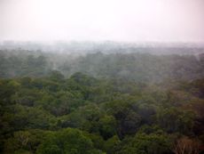 Amazonian rainforest after rain showerin March, 2012.
