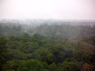 Amazonian rainforest after rain showerin March, 2012.