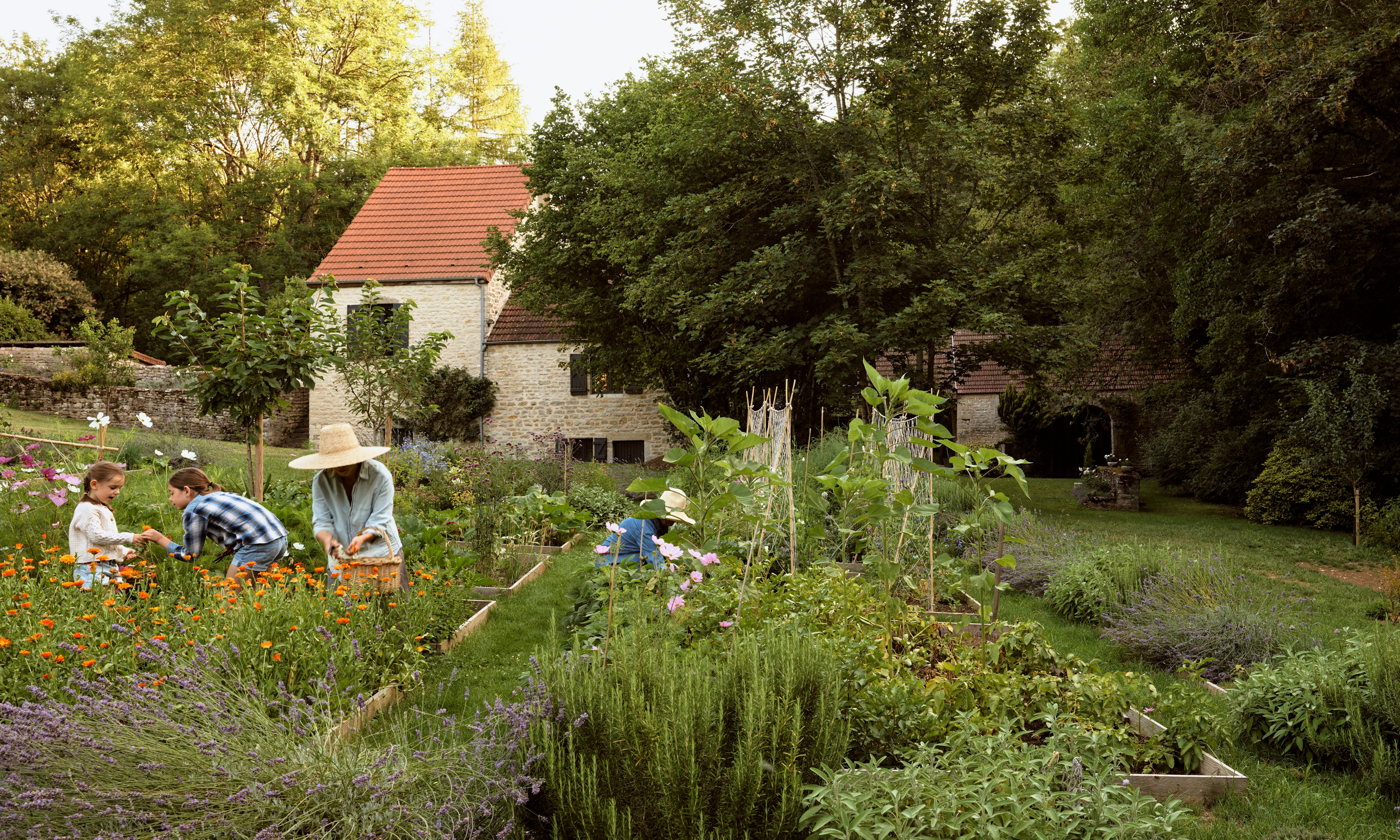 People harvesting vegetables and flowers in a kitchen garden with cottage in background