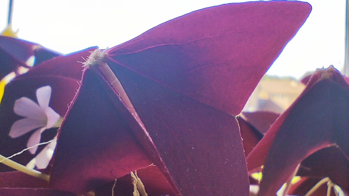 A photo taken with a Xiaomi 13 Lite camera