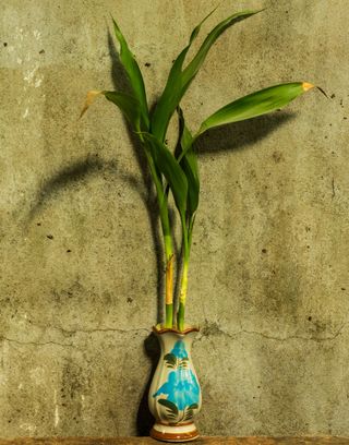 Lucky bamboo in a vintage-style vase