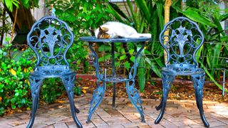 Cat asleep at Hemingway's museum in Key West Florida