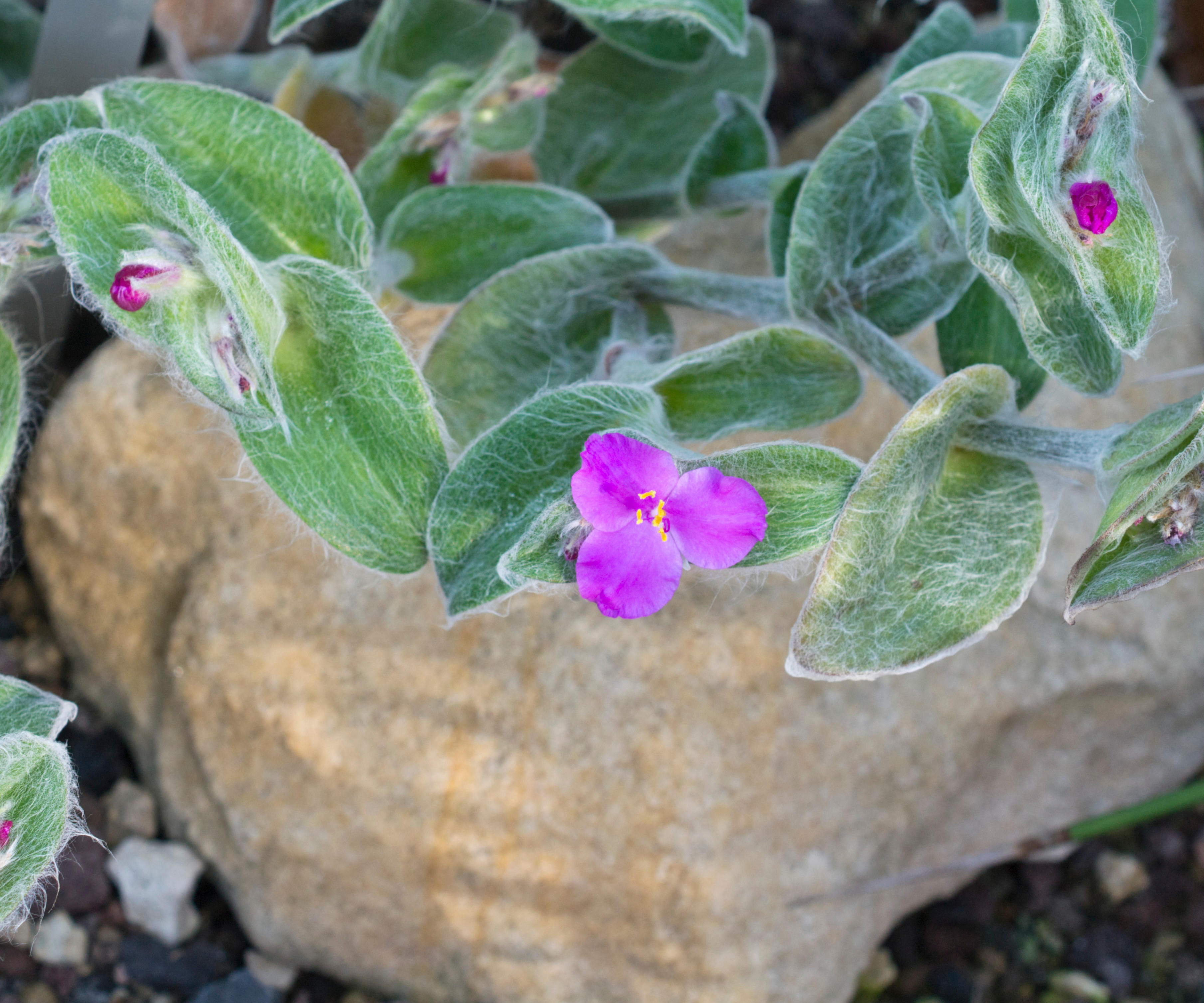 close up of Tradescantia plant