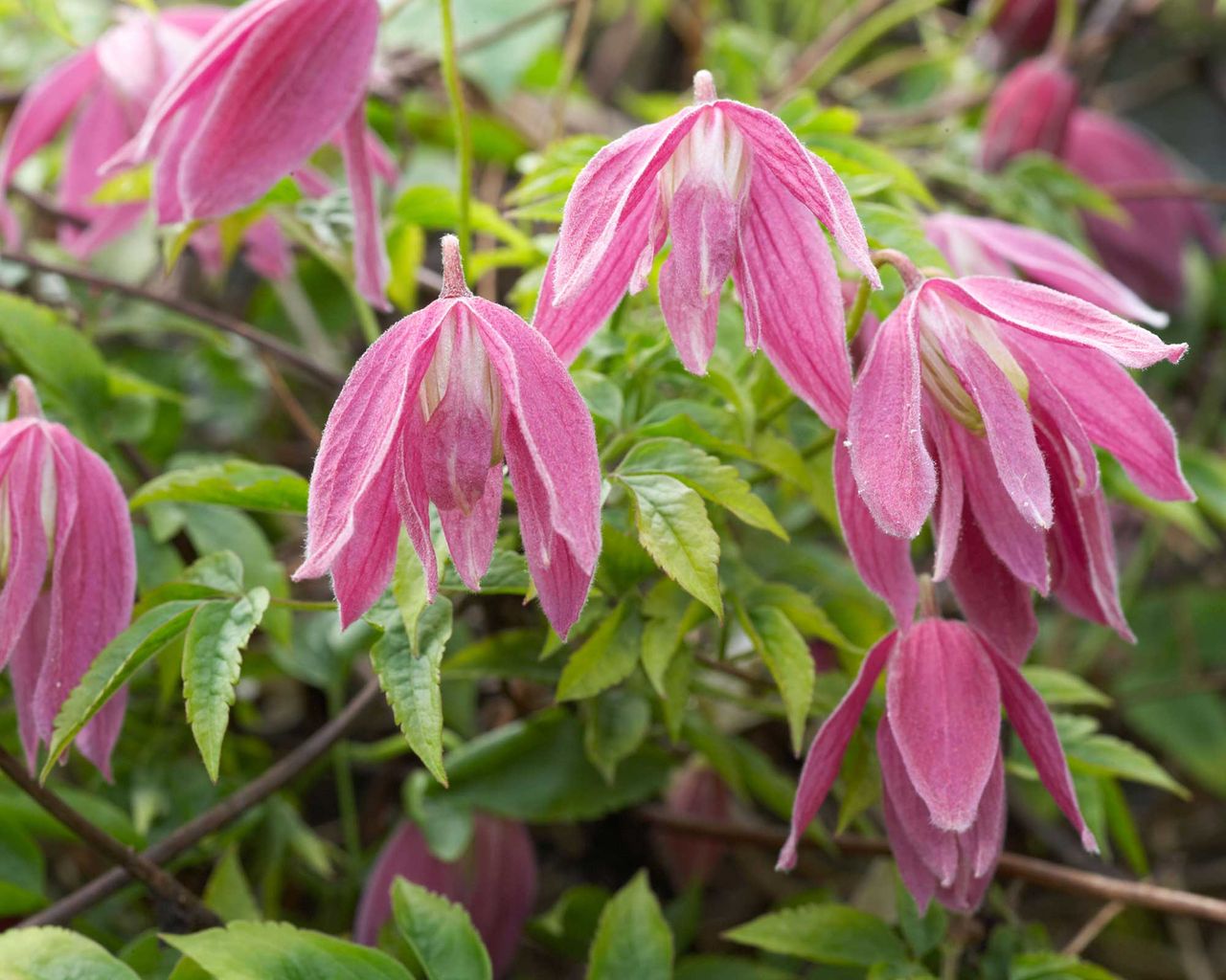 Clematis varieties 18 beautiful climbers Gardeningetc