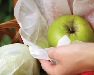 Wrapping an apple in paper to store in autumn