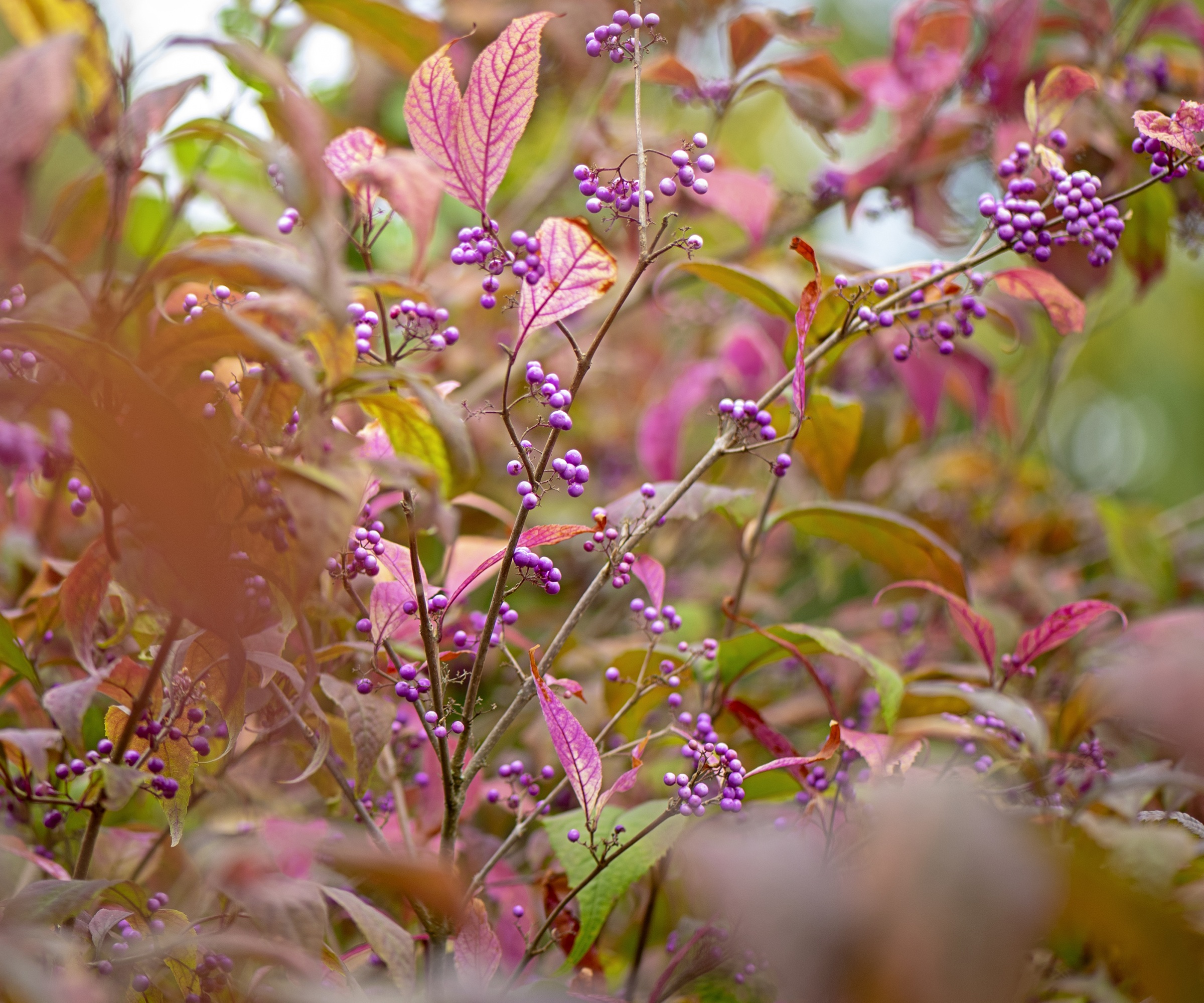 Beautyberry in the garden in fall