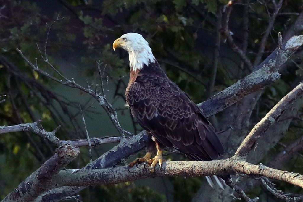 A bald eagle in a tree.