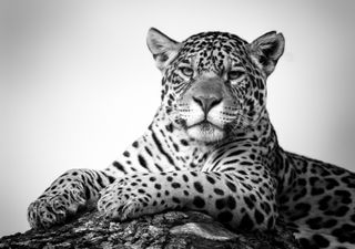 Photographing big cats jaguar
