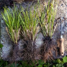 divide ornamental grasses
