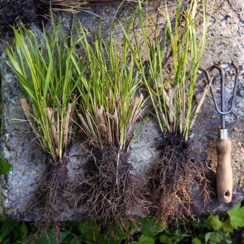 divide ornamental grasses