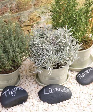 A potted herb garden planted in gray pots positioned over white pebbles