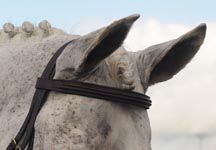 Doubleraisedbridle.jpg