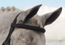 Doubleraisedbridle.jpg