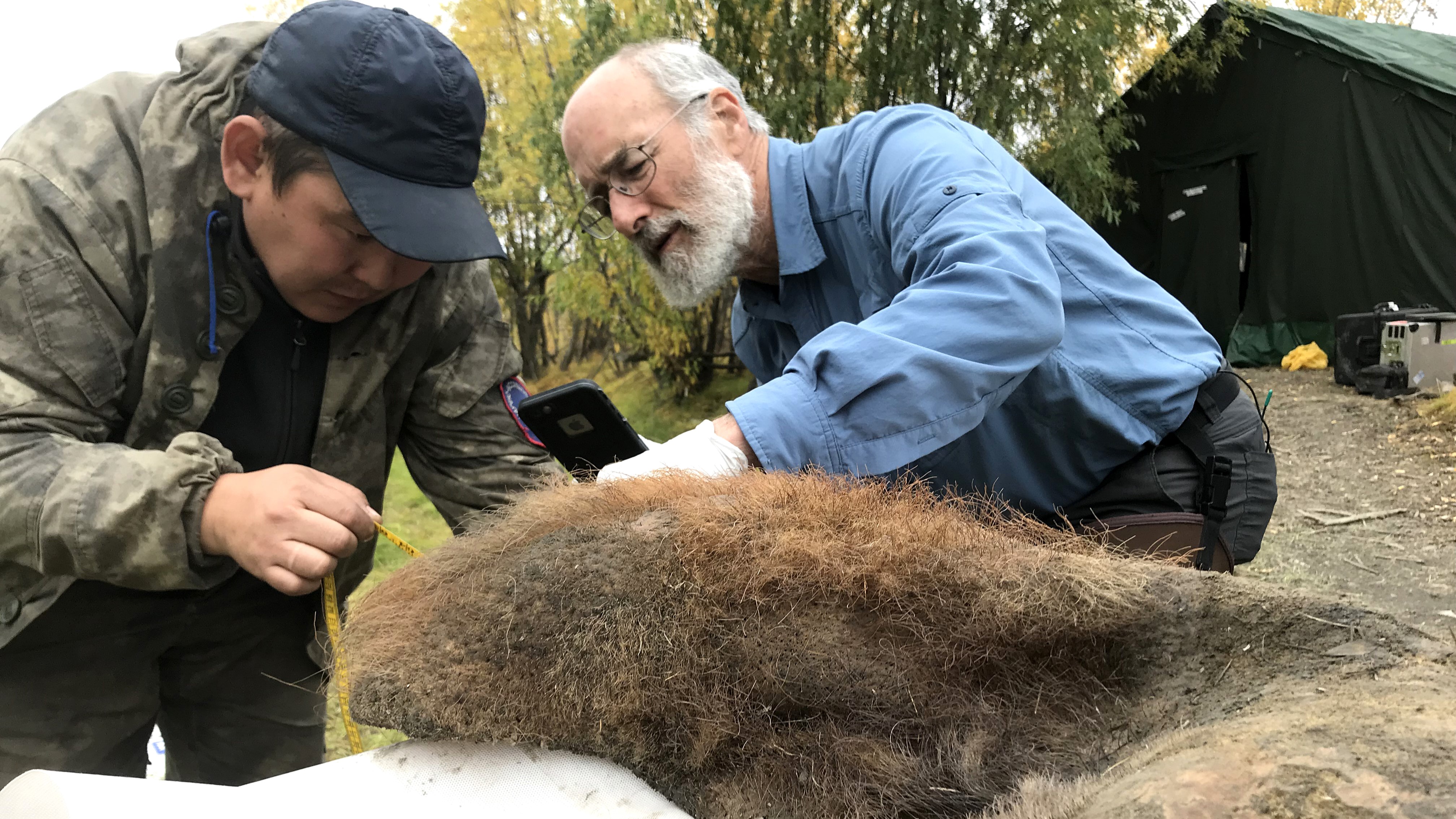 Dos científicos examinan un trozo de piel de mamut lanudo liofilizado con el pelaje todavía adherido.