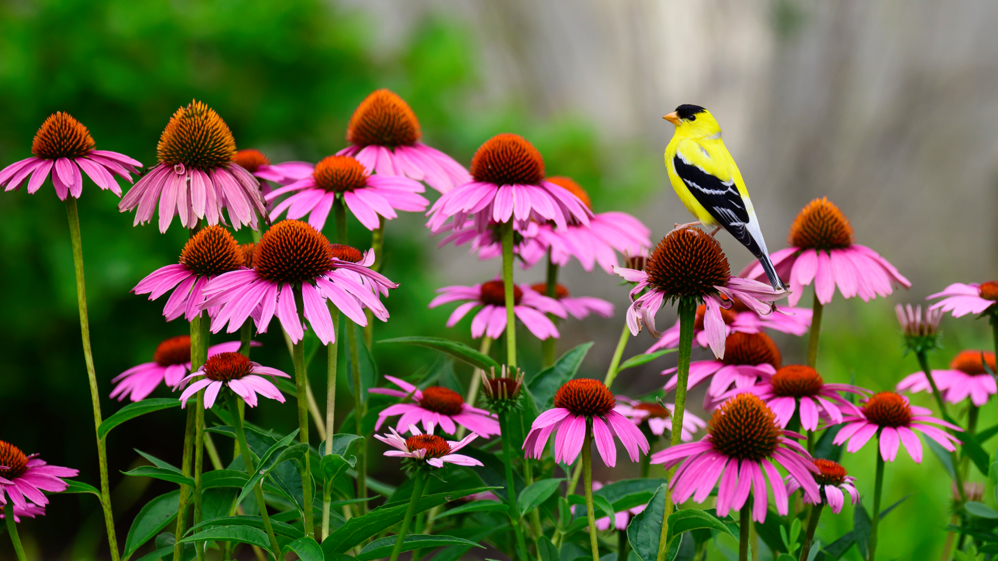 goldfinch sitting on coneflowers