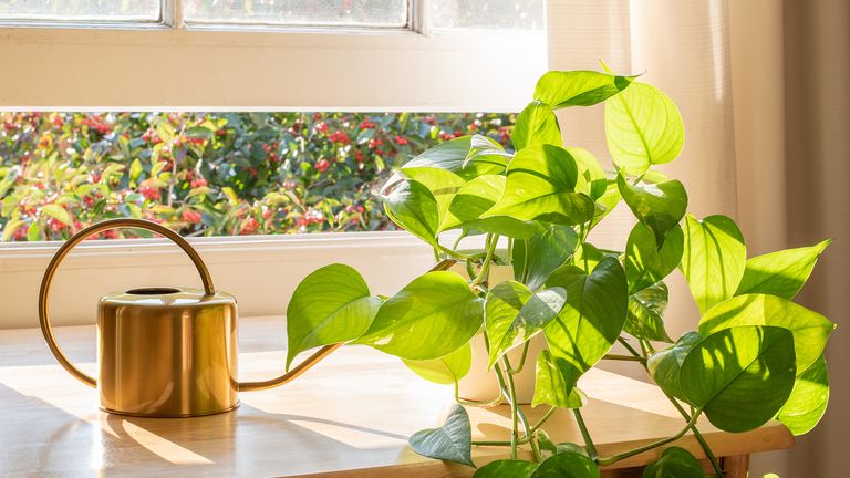 Pothos plant care - pothos plant on windowsill with watering can