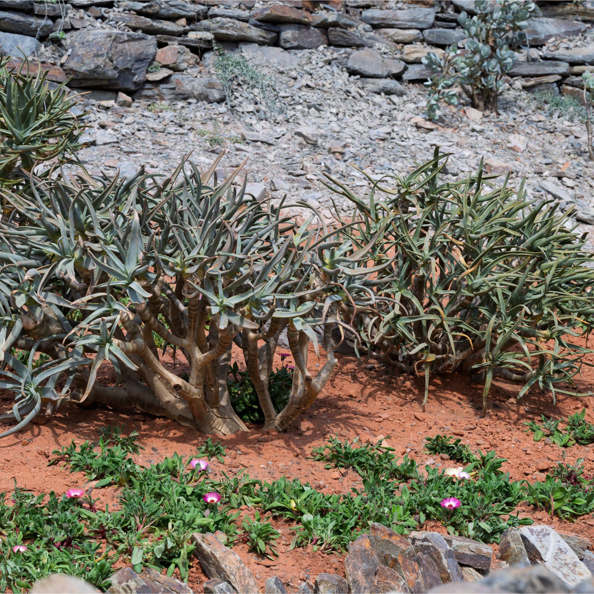 Karoo Succulent Garden. Designed by The Newt in Somerset. Installation. RHS Chelsea Flower Show 2025. Site no. 115