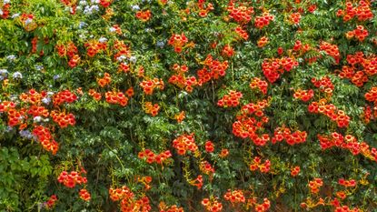 Orange trumpet vine flowers covering a wall