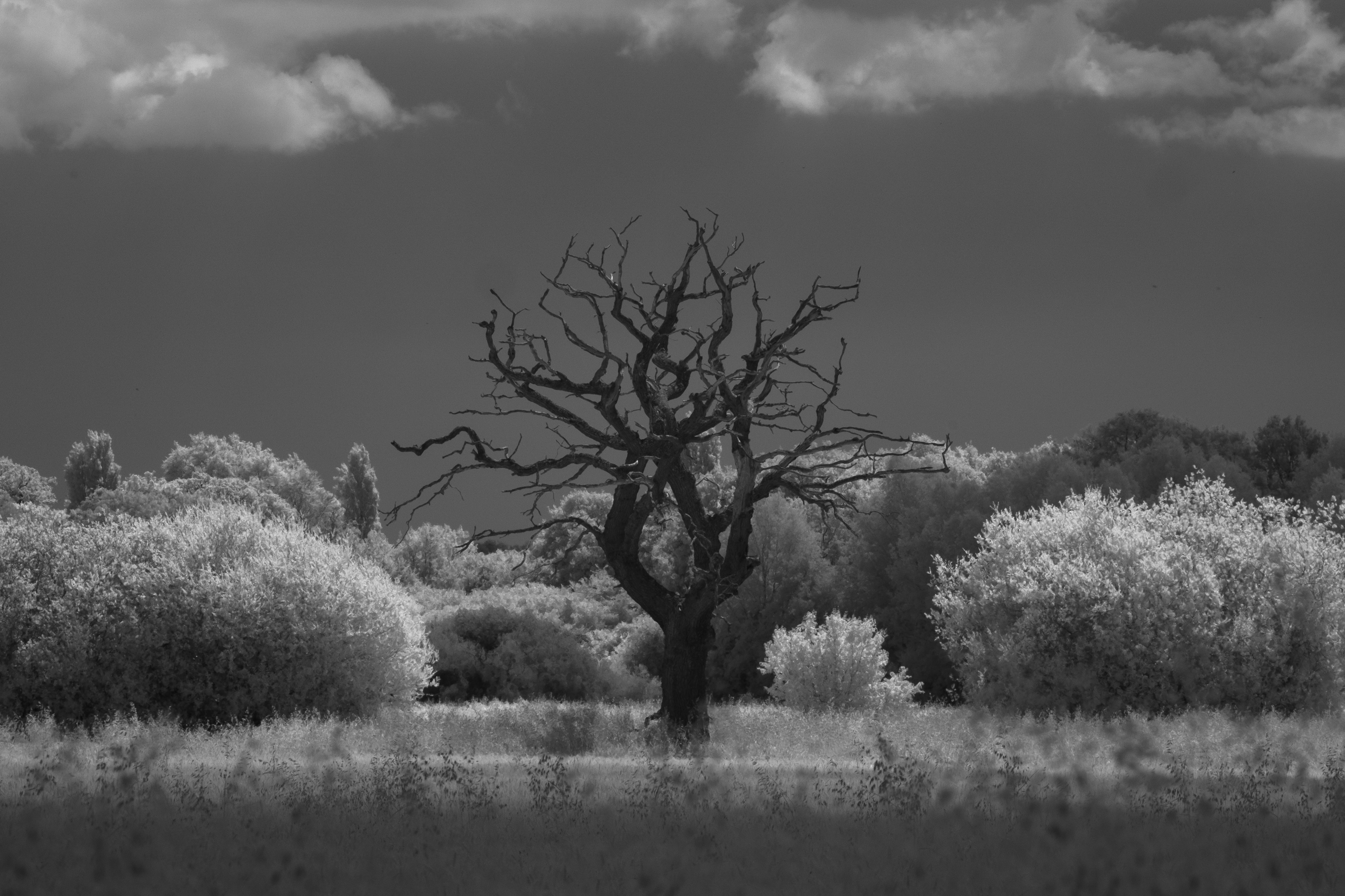 A photo taken on an infrared camera