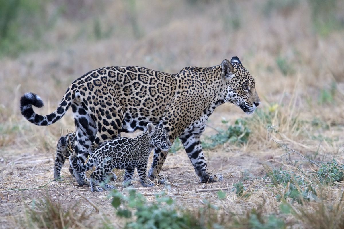 Kaaiyana with her cubs near the Isoso Station of the Santa Cruz-Puerto Suarez Gas Pipeline in Kaa Iya National Park in Bolivia. 