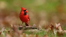 Red cardinal bird looking standing on a fallen branch