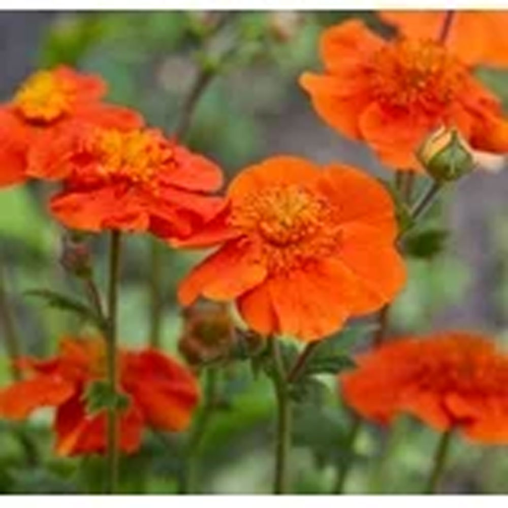 Geum Koi