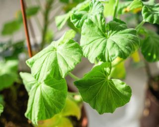 A geranium with wilting and yellowing leaves