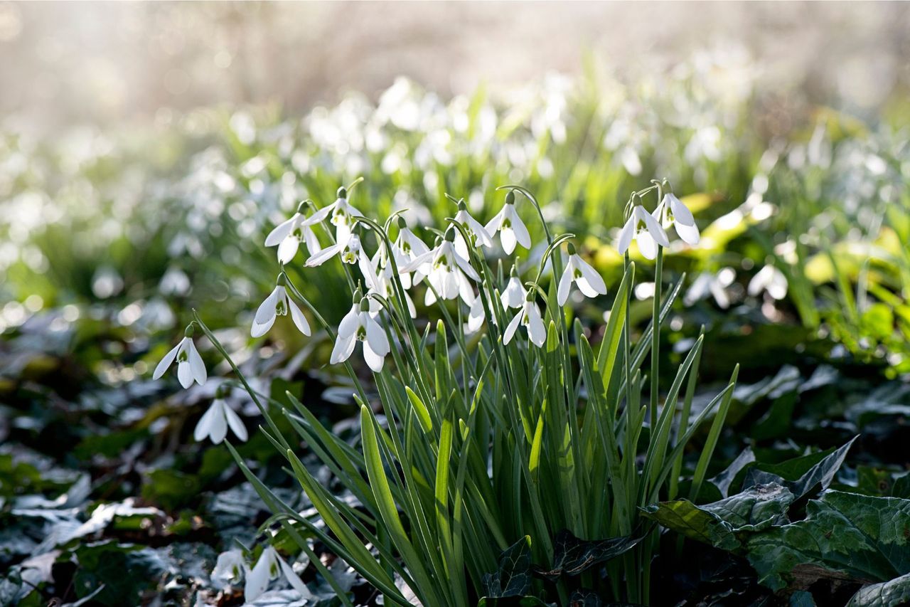 Snowdrops in bloom to support a guide on what to do with snowdrops after flowering