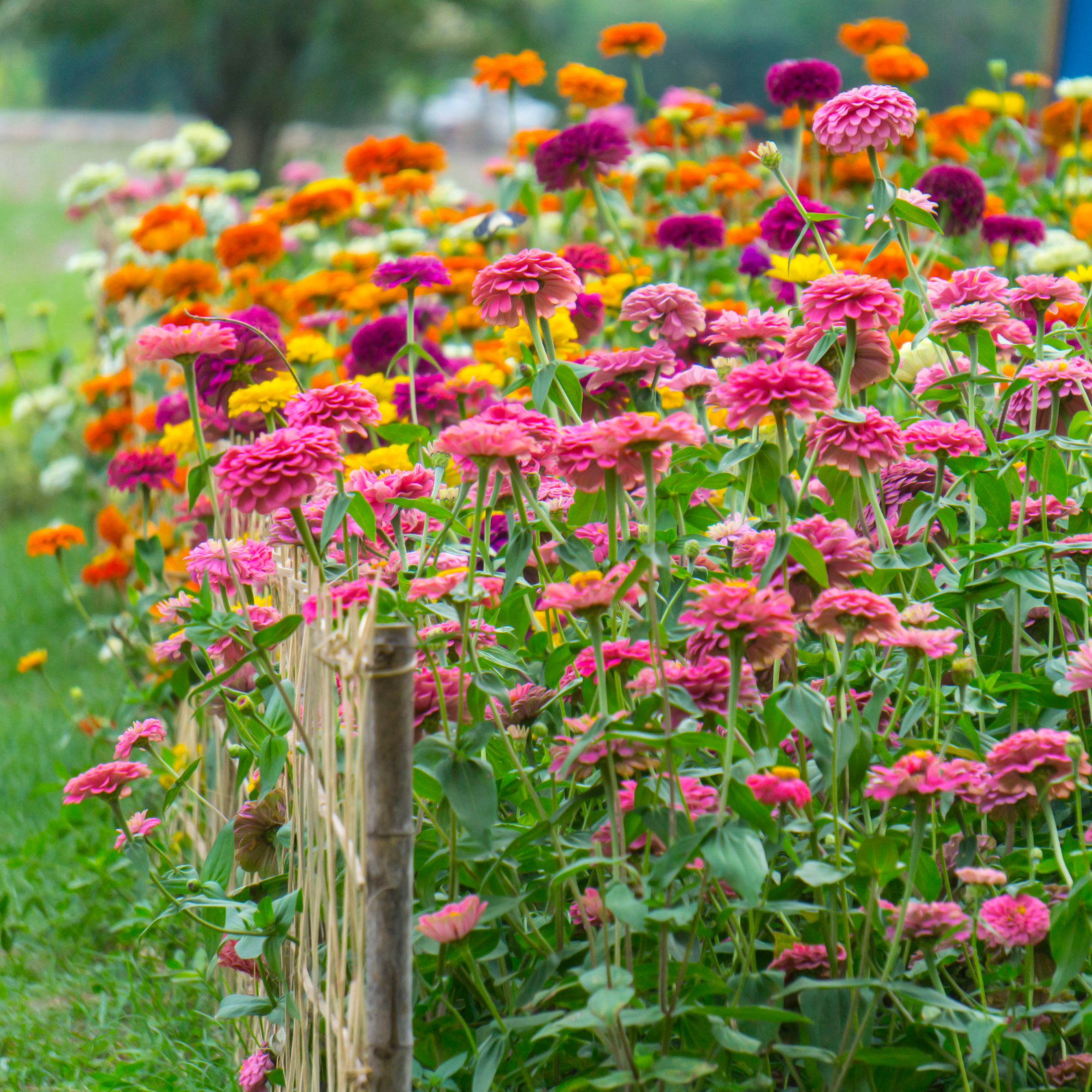 garden full of colorful zinnias