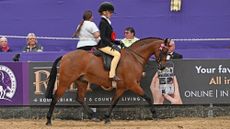 A 128cm bay show pony trots around the main arena at Horse of the Year Show.
