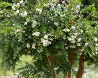 Late Summer White Flowers on the Chilean Myrtle or Temu Tree (Luma apiculata)