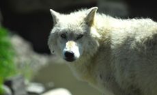 Increasing wolf populations