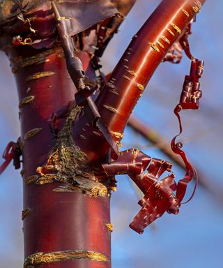 Close-up image of Prunus serrula also called birch bark cherry, birchbark cherry, paperbark cherry, or Tibetan cherry tree