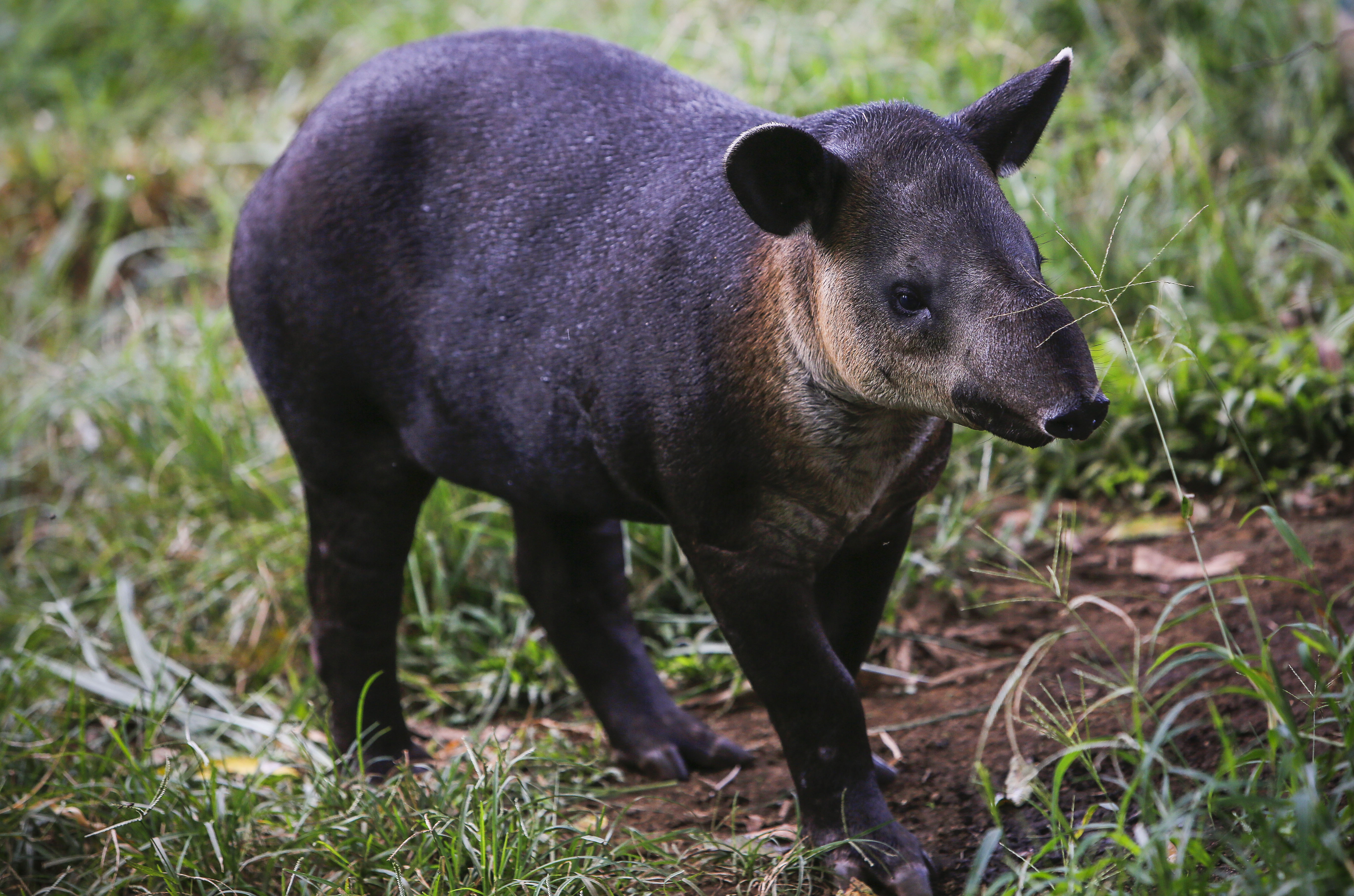 A tapir calf looks for its mother at the National Zoo in Masaya, Nicaragua on August 29, 2017