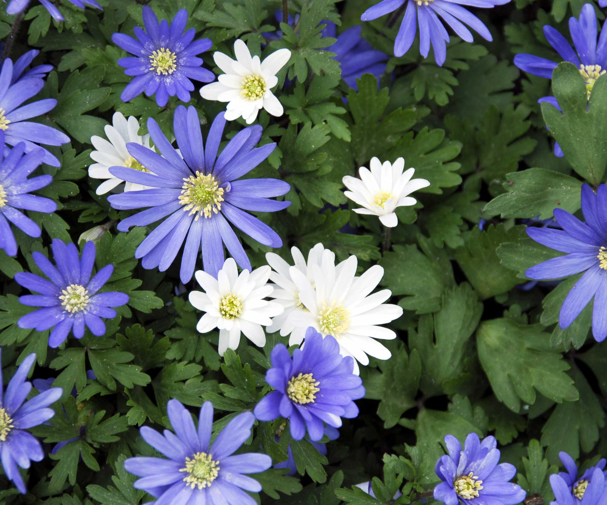 An early flowering anemone growing in the shade of the garden.It comes in blue,white and pink.