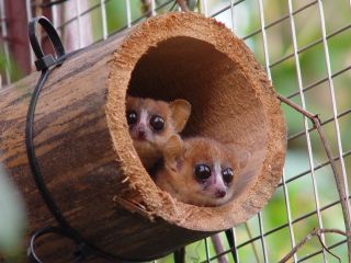 Two mouse lemurs play at Zoo Zurich.