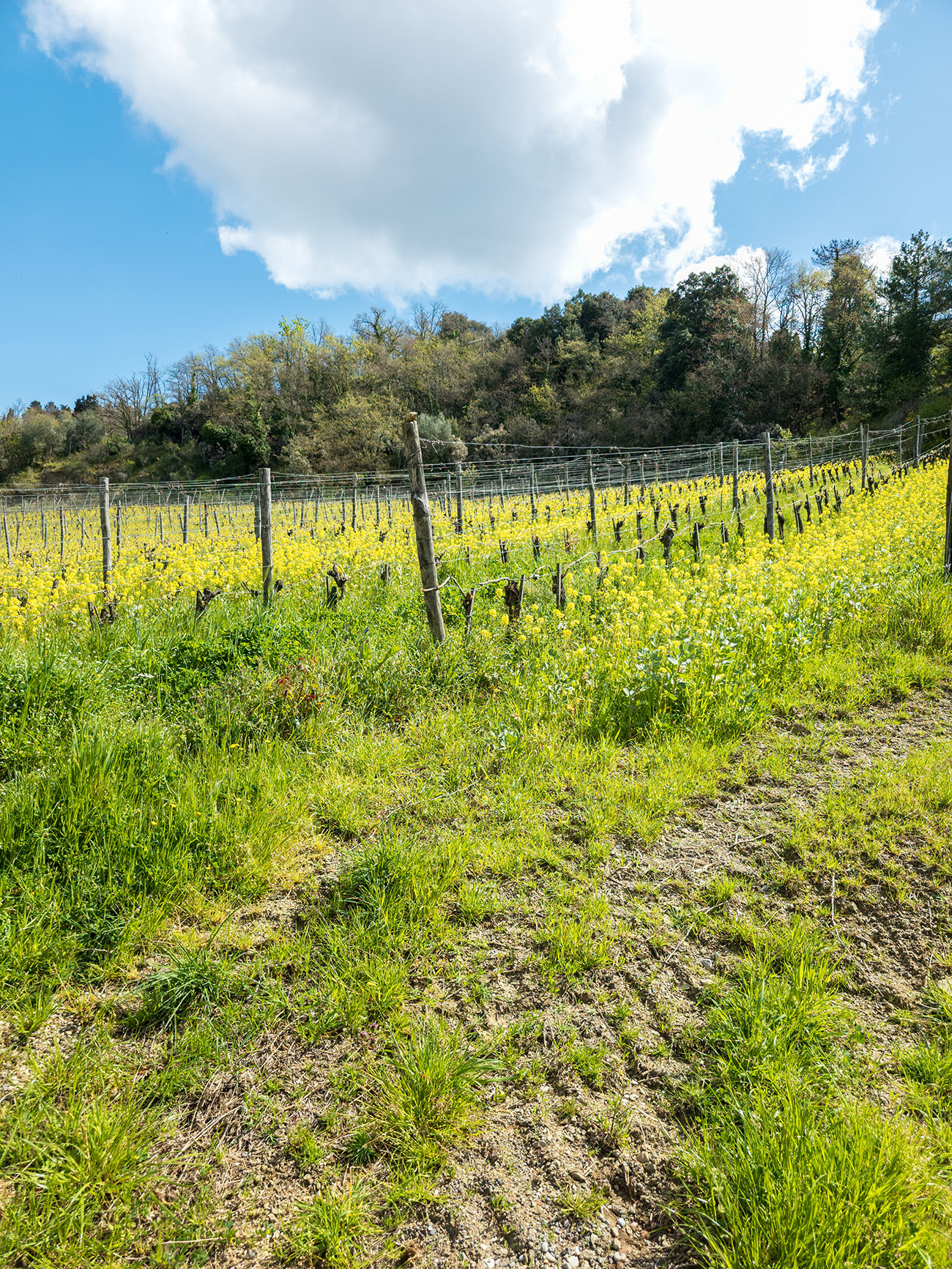 Querciabella cover crops