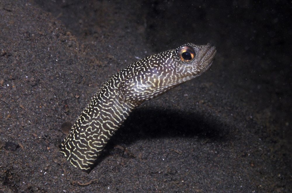 Heteroconger new garden eel, one of nine new species identified through Conservation International’s Bali Rapid Assessment Program. 