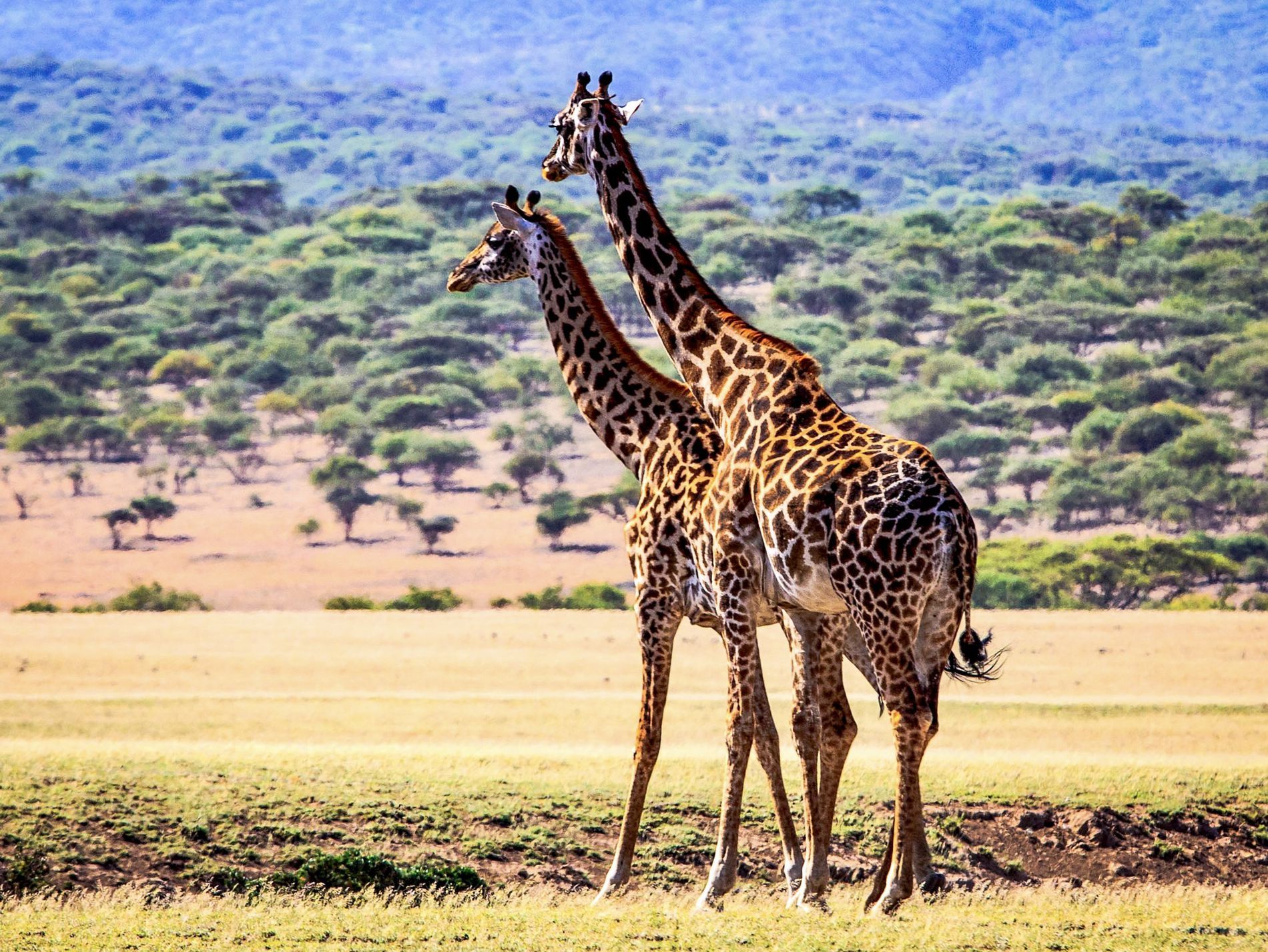 GuruShots - Nature&amp;rsquo;s Masterpiece 2026