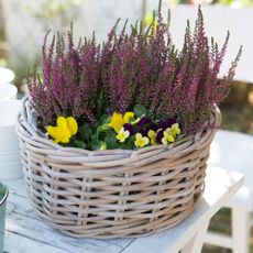 winter heather in basket
