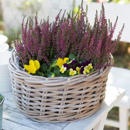 winter heather in basket