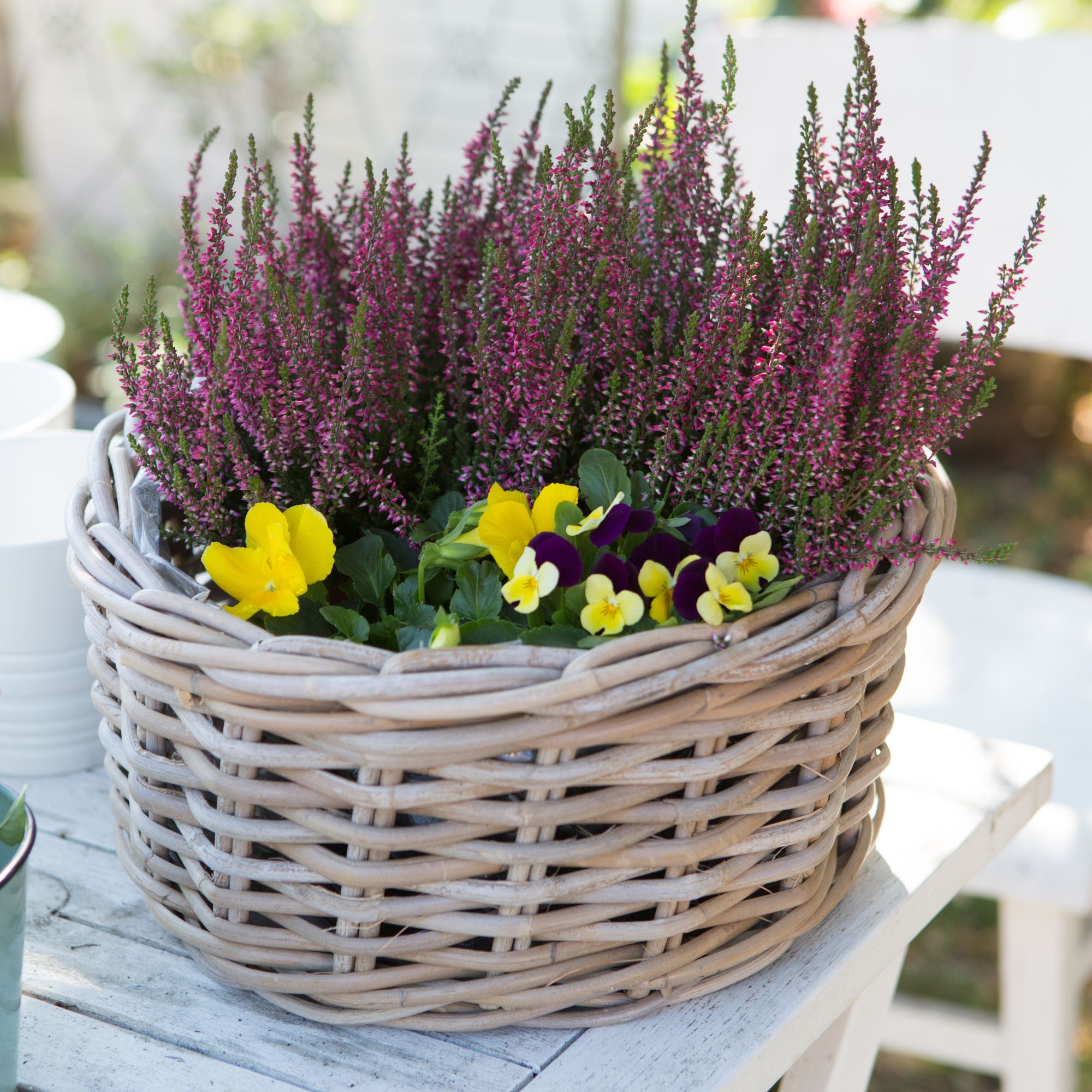 winter heather in basket