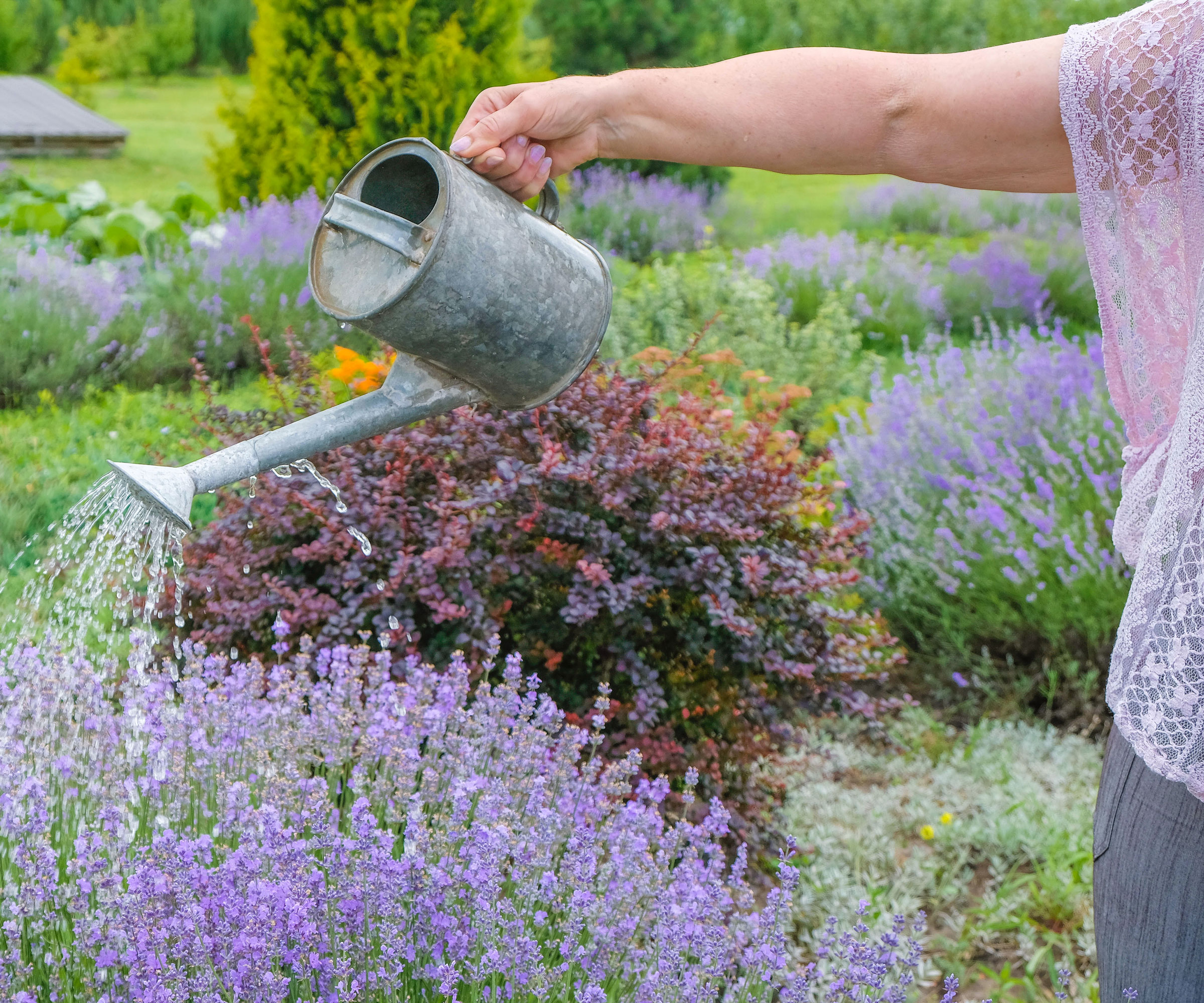 watering lavender plants in full bloom
