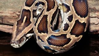 Head of burmese python