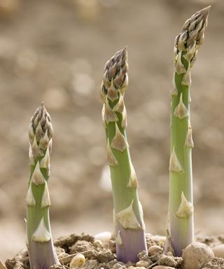 Asparagus spears growing out of the ground