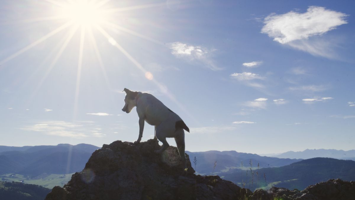 Jack Russell Dog reaches mountain top summit on beautiful sunny day