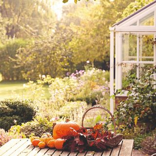 Pumpkins on a table with a garden and greenhouse in the background