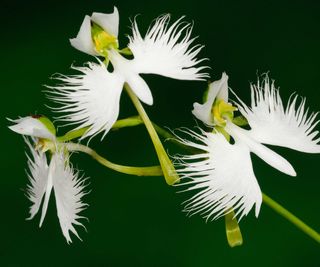 white egret orchid flowers