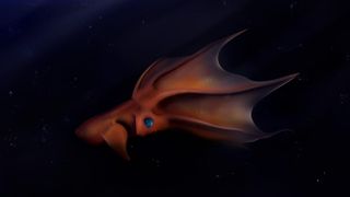 An illustration of a vampire squid swimming downward with its webbed tentacles trailing behind.